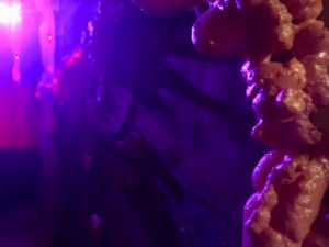 In-game: A strange purple glowing passageway.