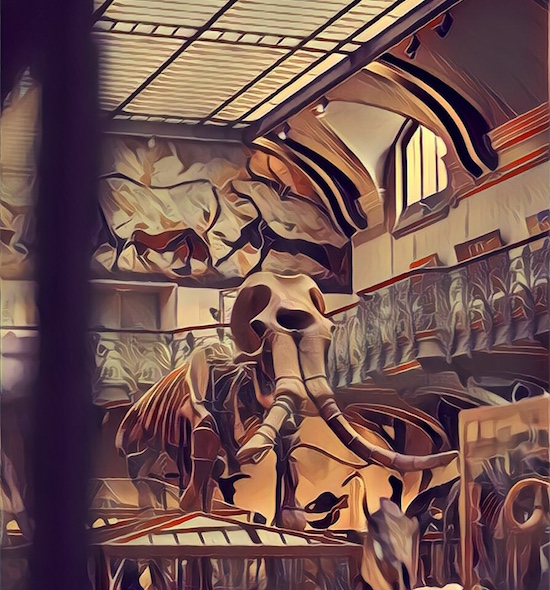 A mastodon fossil on display in a museum.