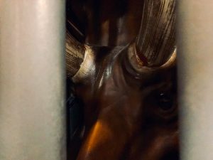 In-game: A close-up of the face of a cage triceratops.