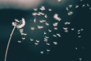 A dandelion being blown to make a wish.