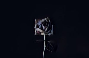 A dying rose against a black backdrop.