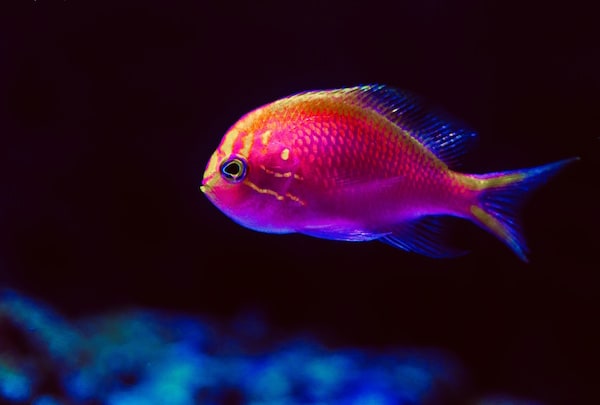 A red fish viewed from the side.