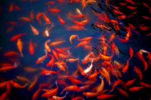 A school of red fish near the surface of the water.