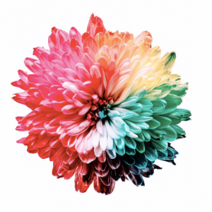 A flower depicting the color spectrum in Tritanomaly