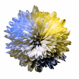 A flower depicting the color spectrum in Protanopia