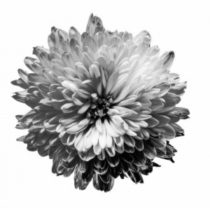 A flower depicting the color spectrum in Monochromacy