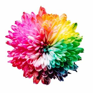 A flower depicting the color spectrum in normal vision
