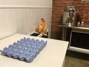 In-game: An empty egg carton and a checken in a kitchen.