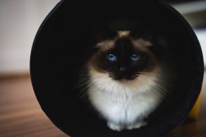 A cat with striking blue eyes inside of a tube.
