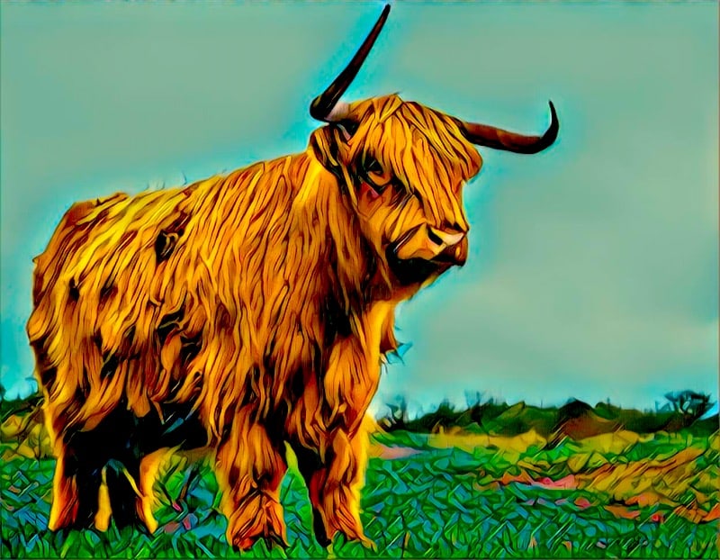 A buffalo with asymmetric horns.