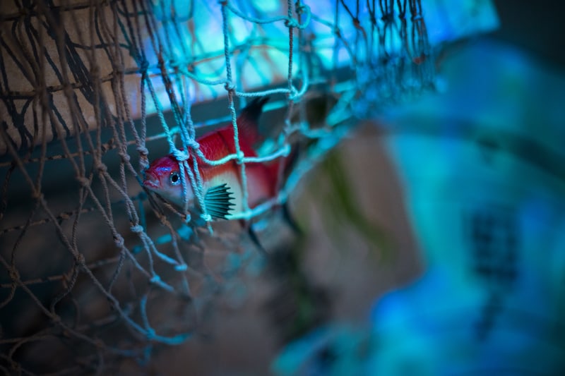 In-game: Closeup of a fish caught ina net.