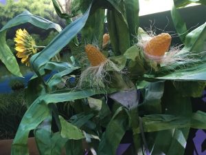 In-game: closeup of corn growing with beside a sunflower.