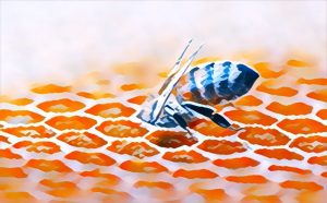 A honey bee diving into a honeycomb.