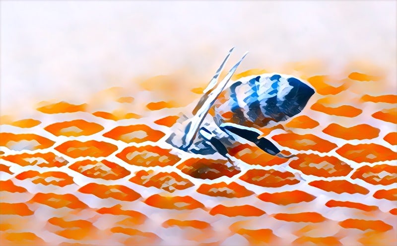 A honey bee diving into a honeycomb.