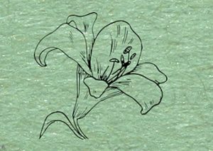 Sketch of a flower.