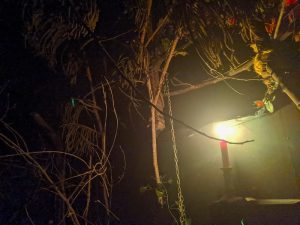 In-game: A candle glowing in a dark forest.