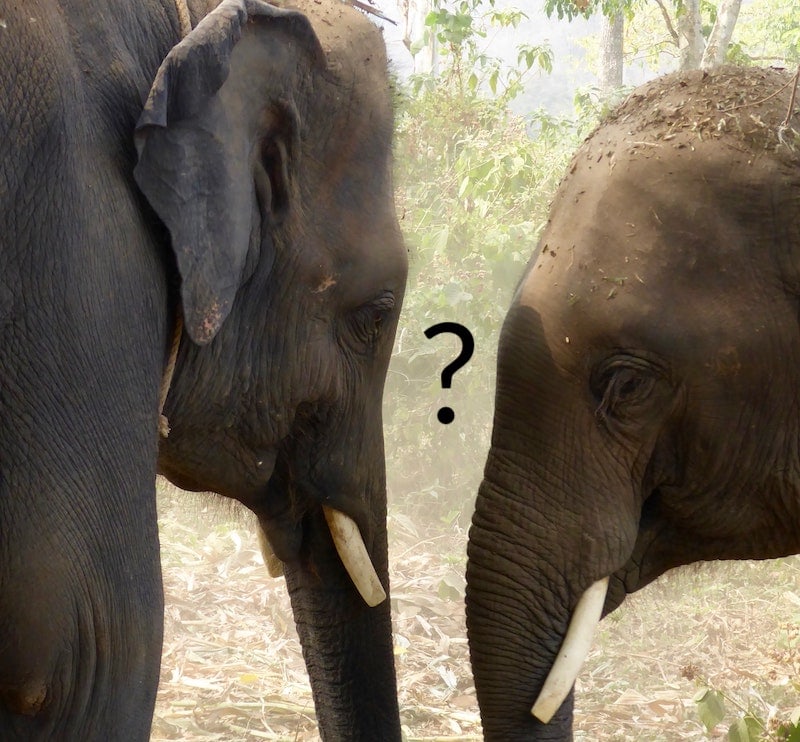 Elephants Solve A Puzzle Together