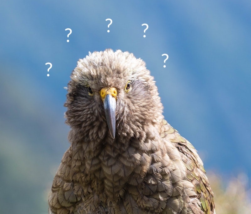 Crafty Kea Solves a Puzzle 4 Different Ways