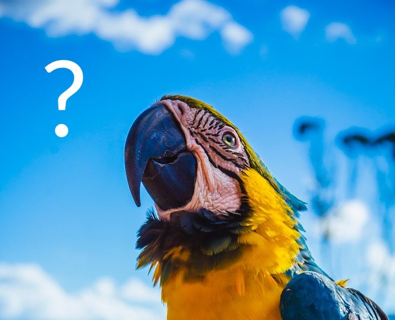 This Parrot Puzzles Better Than You