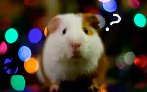 Confused looking hamster looking into the camera.