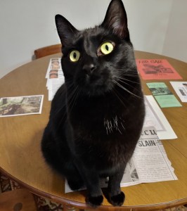 A cat sitting on top of the game's components.