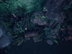 Closeup of flora, wood, and rocks.
