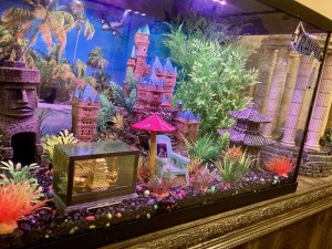 Close up an an elaborately arranged fish tank with many items in it.