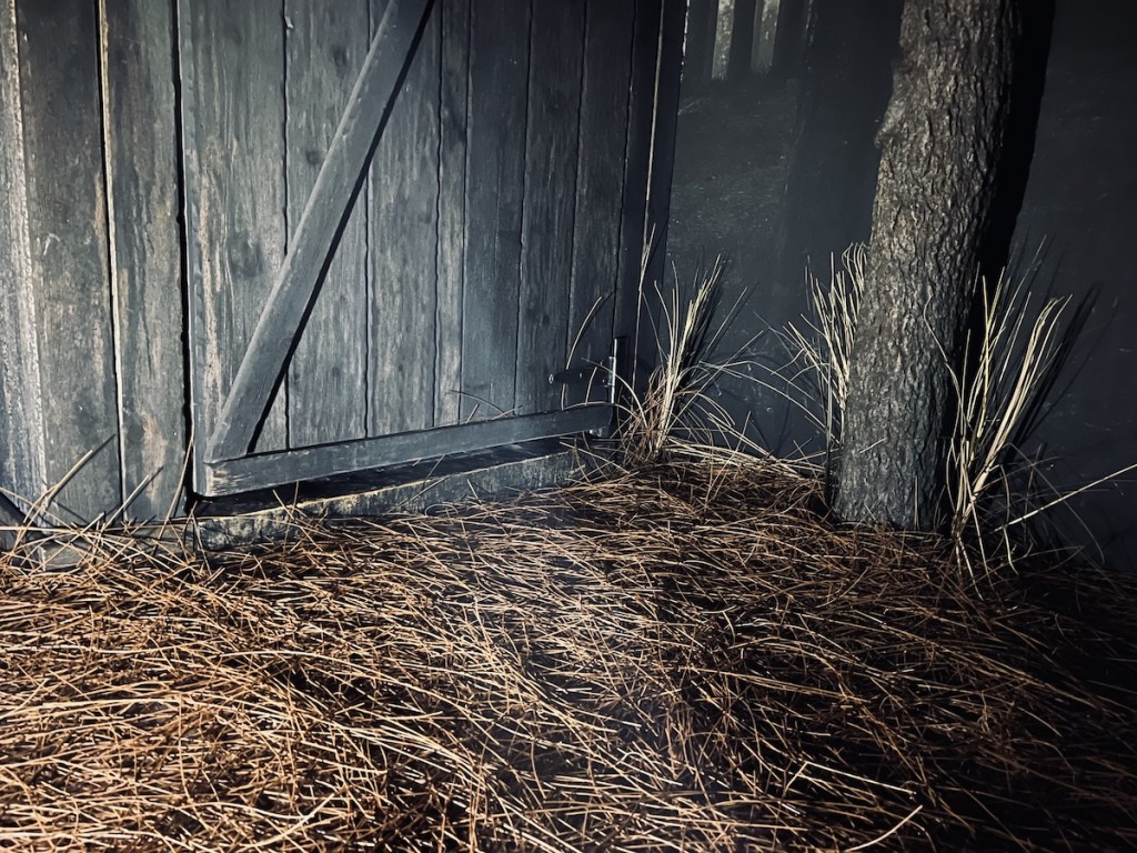 Twigs on the ground in front of a tree and a shed door.