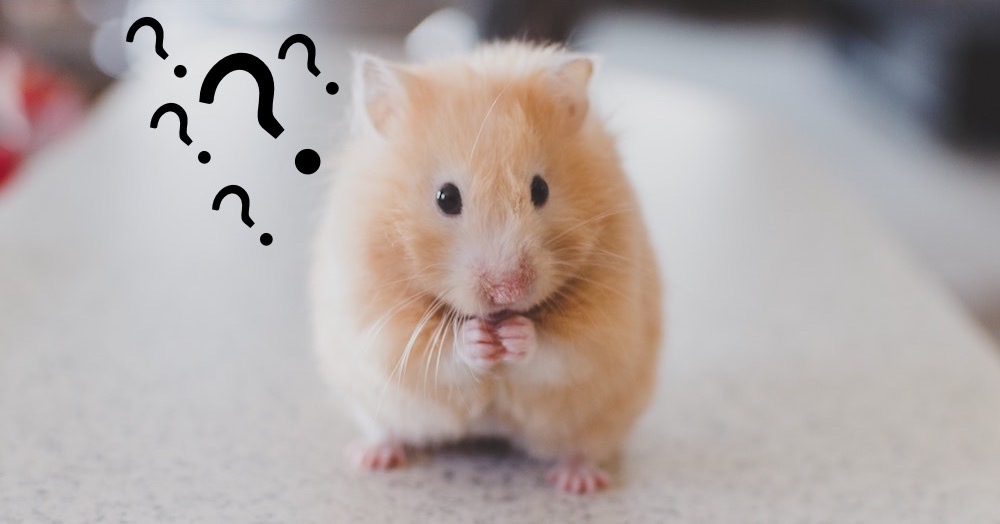 Hamsters Solving Puzzles