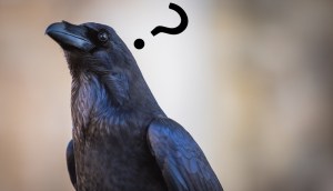 A regal crow with a question mark over its head.