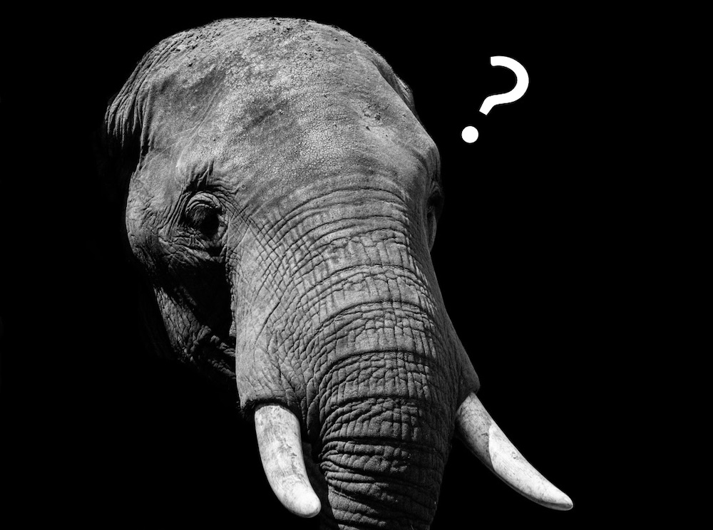 An elephant with a question mark over its head. 