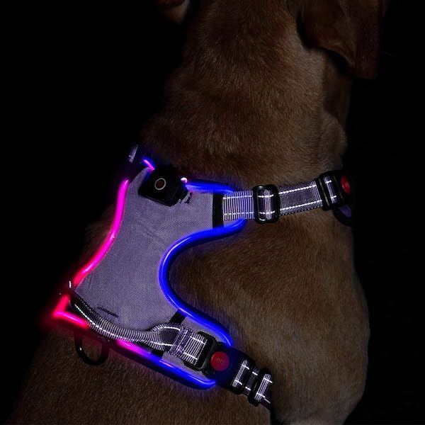 A dog with a glowing blue and purple LED harness.
