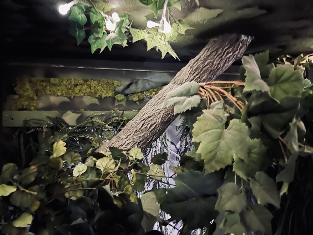 View through some plants in a dark forest.