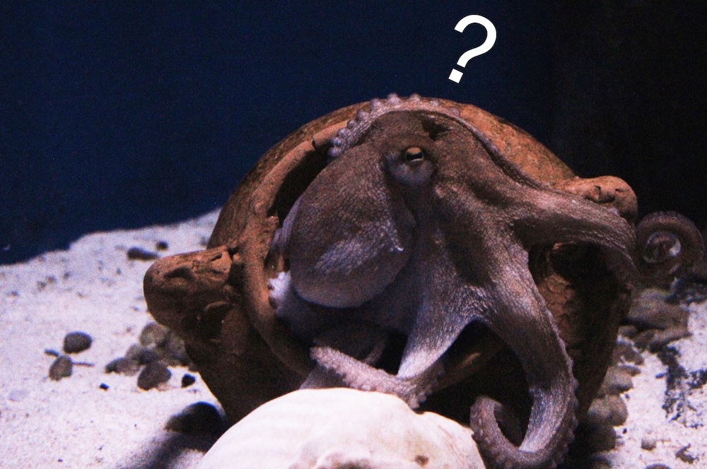 Octopus Solving Puzzles