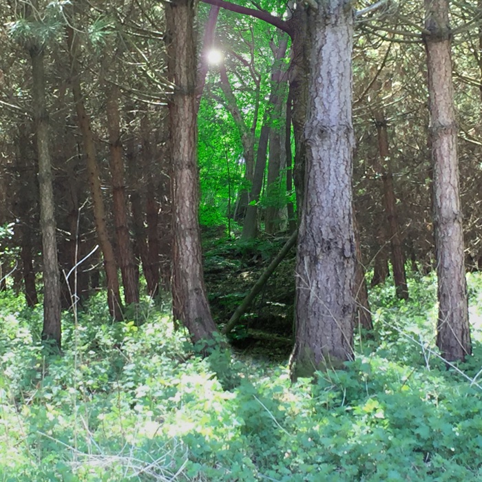Cover art for The Apothecary's Assistant, featuring a photo of a forest with an oddly lit path between two trees.