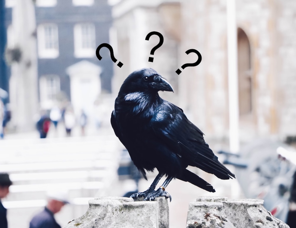 Raven Solving Puzzles