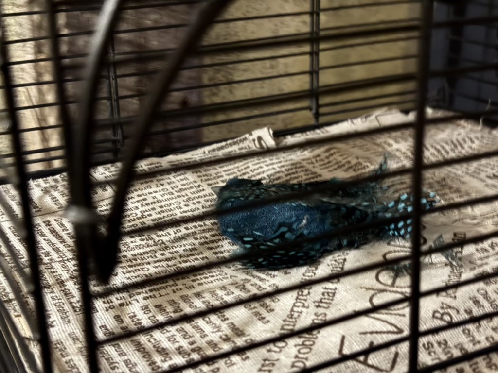 A dead bird laying on the bottom of a newspaper-lined cage.