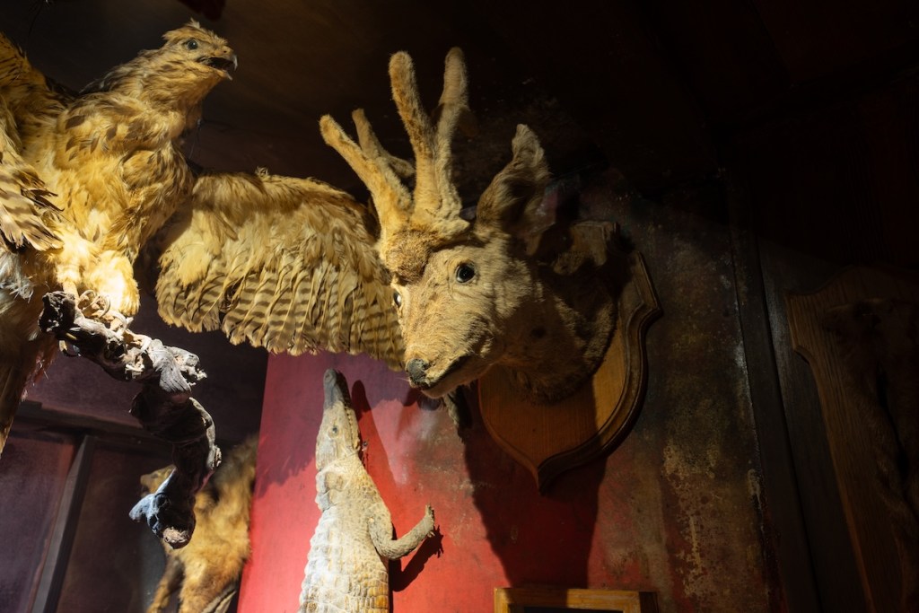 Animal taxidermy mounted to a wall, including an alligator, a bird, and a horned mammal.