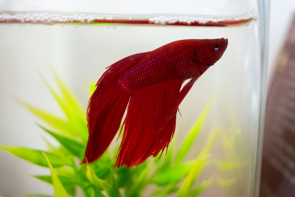 A red fish swimming in a fish bowl.