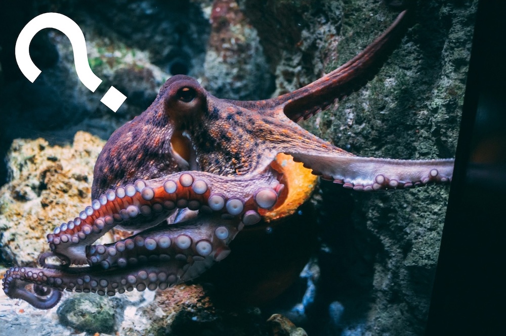 Octopus Solving Piano Puzzles