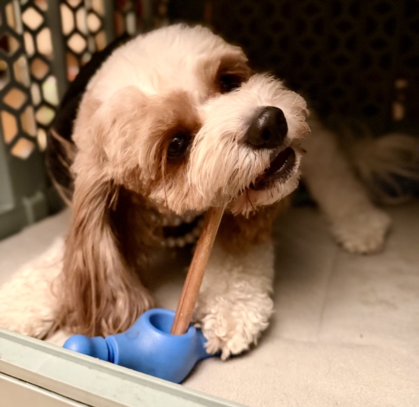 A small and adorable puppy chewing on a a bully stick that is affixed to a blue plastic holder.