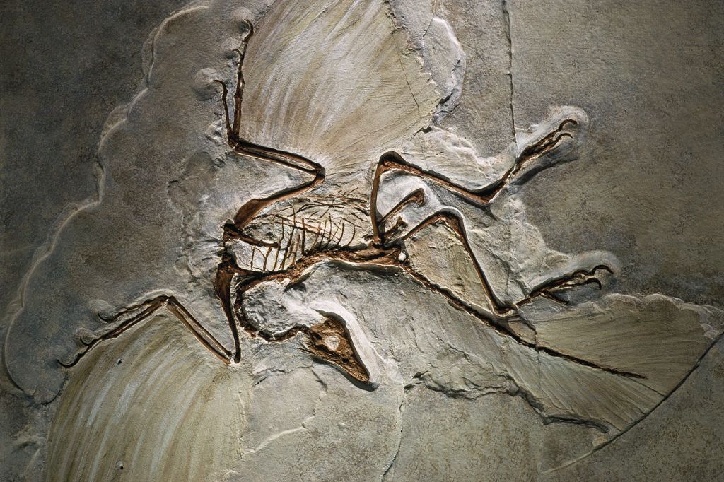 fossil of dinosaur surrounded by feathery impressions