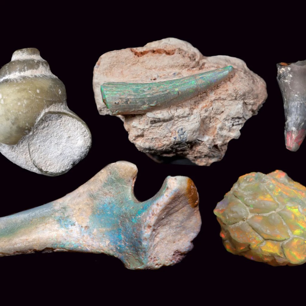 opalized fossils, shells, and bone.