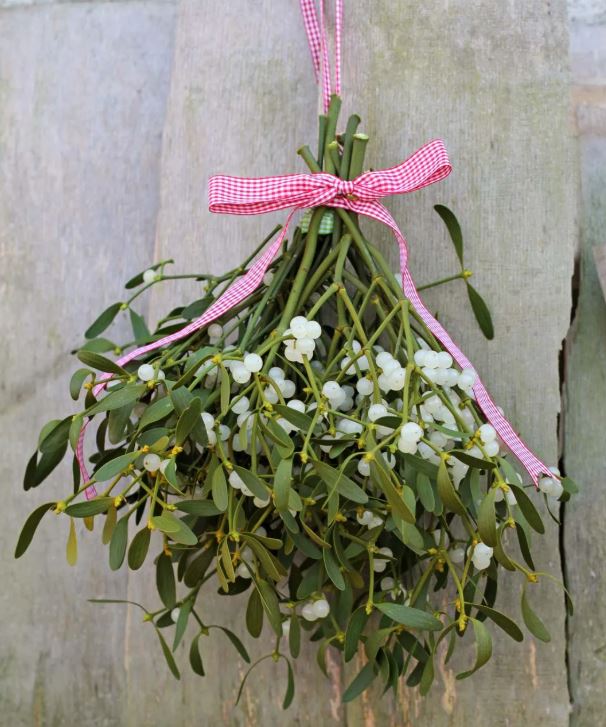spray of mistletoe with white berries tied upside down with pink gingham ribbon