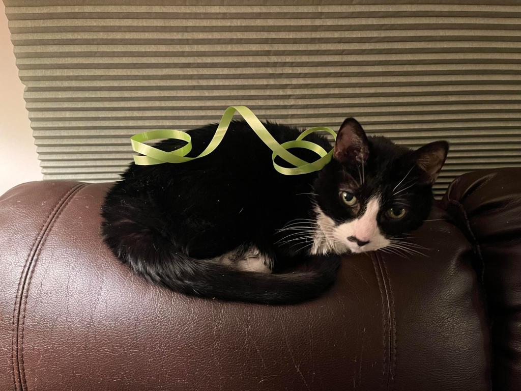 Small black cat with white nose and mouth area, green eyes, and long white whiskers. Cat is curled up on the back of a brown leather couch and has a green curly ribbon on her back.
