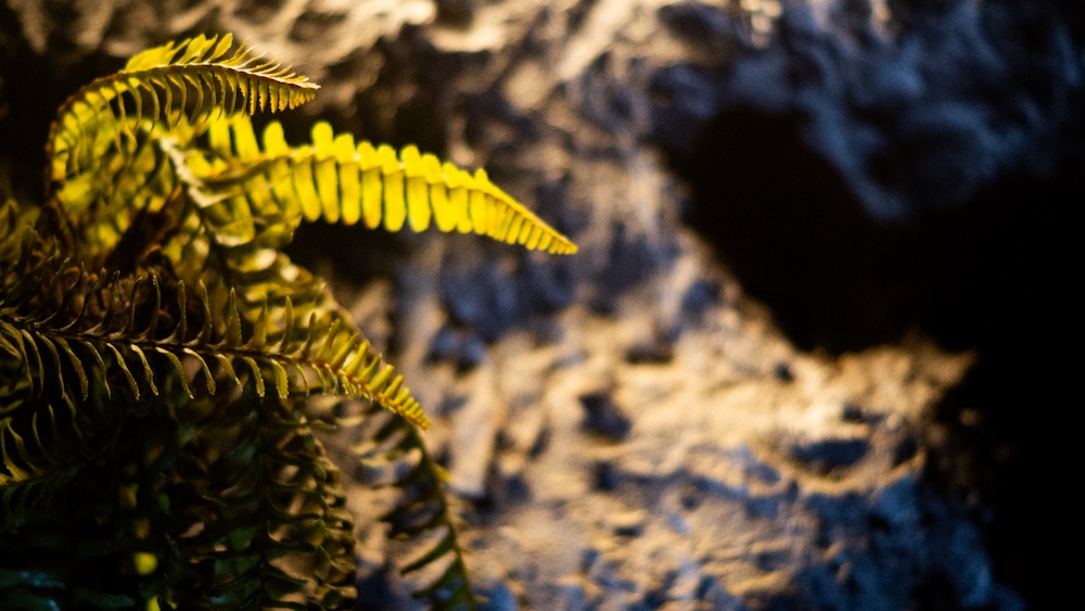 Closeup of a plant before a rock.